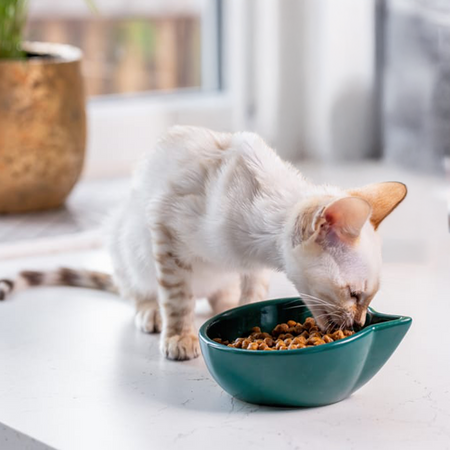 James Wellbeloved Kitten 1,5 kg – sucha karma pełnoporcjowa dla kociąt <12 miesięcy, bogata w indyka i ryż