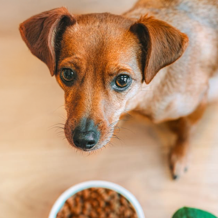 James Wellbeloved Adult 2 kg – sucha karma pełnoporcjowa dla dorosłych psów 1-7 lat, bogata w indyka i ryż