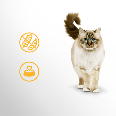 Perfect Fit™ Sensitive 1+ 7 kg – sucha karma pełnoporcjowa dla dorosłych kotów, bogata w indyka