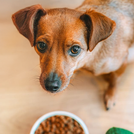 James Wellbeloved Adult 12 kg – sucha karma pełnoporcjowa dla dorosłych psów 1-7 lat, bogata w indyka i ryż