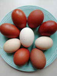 Łukasz Paczewski - świeże jajka prosto od kury