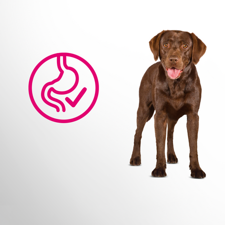 Perfect Fit Adult dla dorosłych psów dużych ras, bogata w kurczaka 2,6 kg