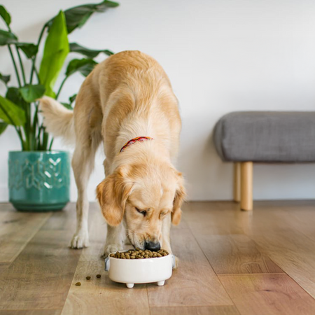 James Wellbeloved Adult 2 kg – sucha karma pełnoporcjowa dla dorosłych psów 1-7 lat, bogata w jagnięcinę i ryż