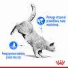  ROYAL CANIN Light Weight Care 12x85g w galaretce karma mokra w galaretce dla kotów dorosłych, z tendencją do nadwagi