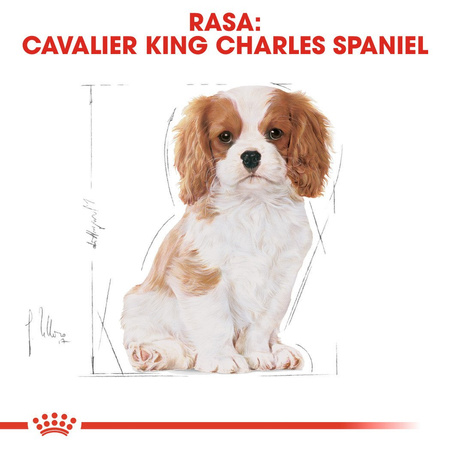 ROYAL CANIN Cavalier King Charles Spaniel Puppy