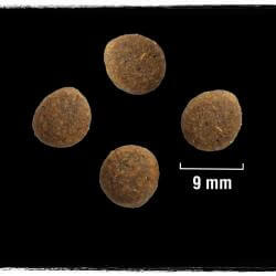 CRAVE - sucha karma 7 kg z indykiem i kurczakiem (pełnoporcjowa karma bezzbożowa dla dorosłych kotów)