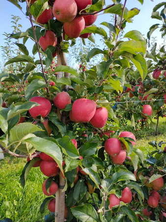 Gospodarstwo Sadownicze Paweł Bieńkowski