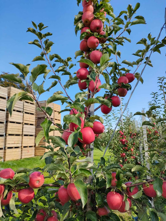 Gospodarstwo Sadownicze Paweł Bieńkowski