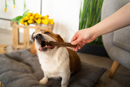 Denties with Duck & Carrot 180g