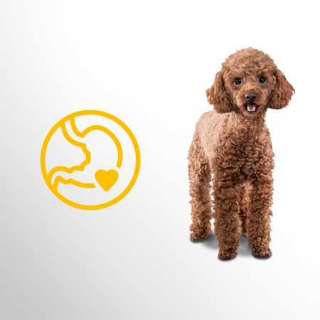 Perfect Fit Sensitive 1+ małe rasy bogata w indyka 6x 825g