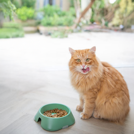 James Wellbeloved Adult 1,5 kg – sucha karma pełnoporcjowa dla dorosłych kotów 1-7 lat, bogata w indyka