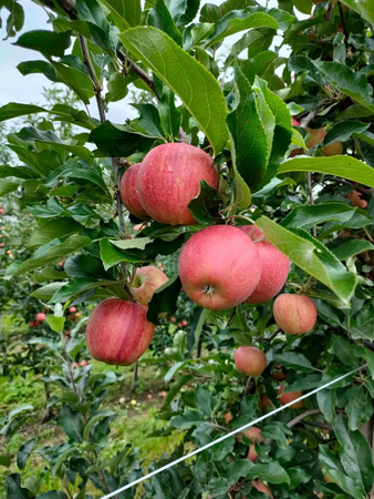 Gospodarstwo Sadownicze Paweł Bieńkowski