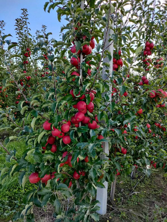 Gospodarstwo Sadownicze Paweł Bieńkowski