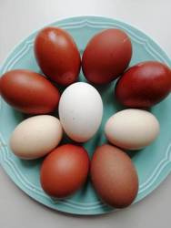 Jajko kurze - 1 sztuka