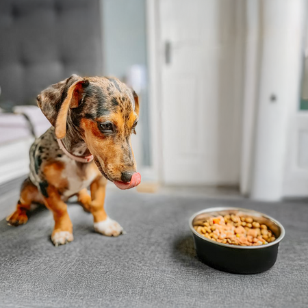 James Wellbeloved Junior 2 kg – sucha karma pełnoporcjowa dla szczeniąt <14 miesięcy, bogata w indyka i ryż