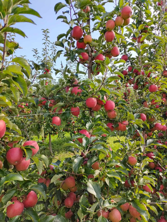 Gospodarstwo Sadownicze Paweł Bieńkowski