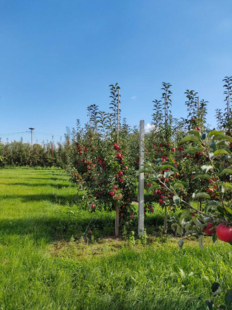 Gospodarstwo Sadownicze Paweł Bieńkowski