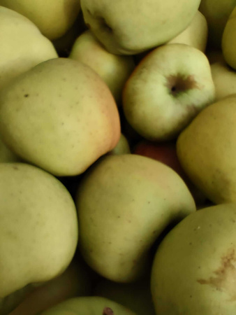 Gospodarstwo Sadownicze Paweł Bieńkowski