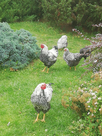 Łukasz Paczewski - świeże jajka prosto od kury