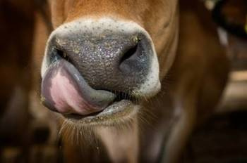 Ekologiczne Mięso wołowe 