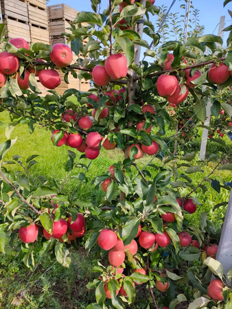 Gospodarstwo Sadownicze Paweł Bieńkowski