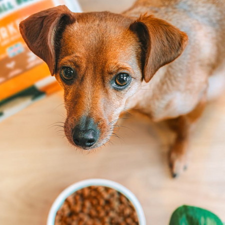 James Wellbeloved Adult 1,5 kg – sucha karma pełnoporcjowa dla dorosłych psów małych ras 6 miesięcy - 10 lat, bogata w indyka i ryż